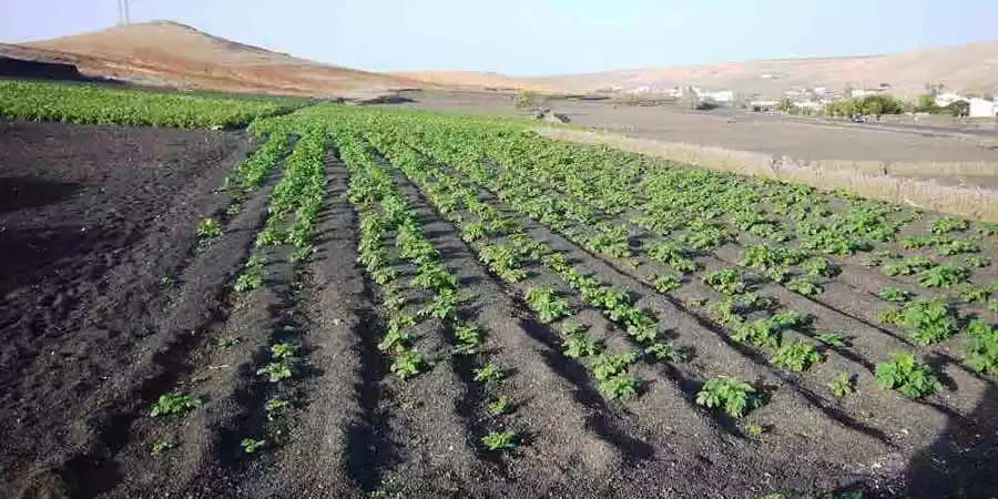 Artificial enarenados