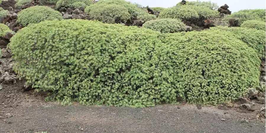 Flora of Lanzarote
