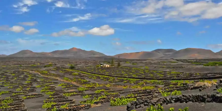 La Geria Protected Landscape