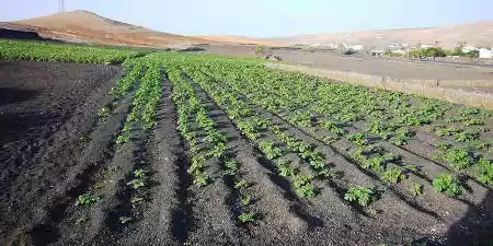 Artificial enarenados