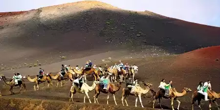 Camel rides in Lanzarote