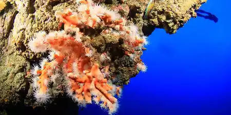 Pechiguera Lighthouse