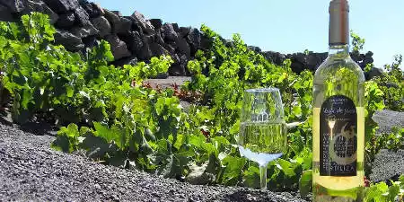 Lanzarote wines