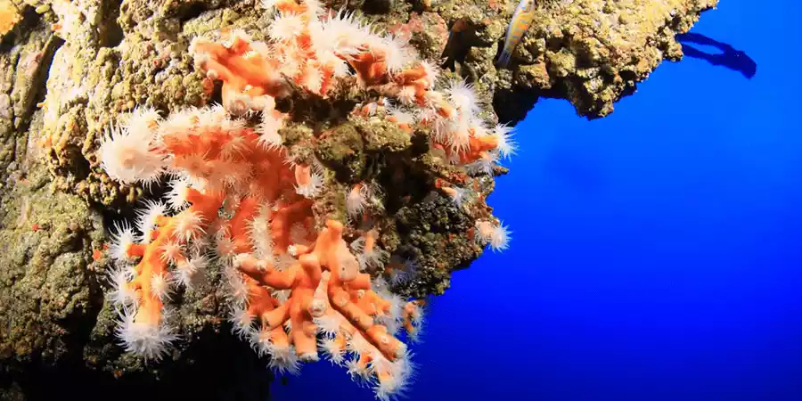 Pechiguera Lighthouse
